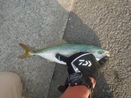 ツバスのボイル