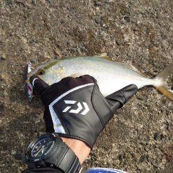 初場所・初シオ