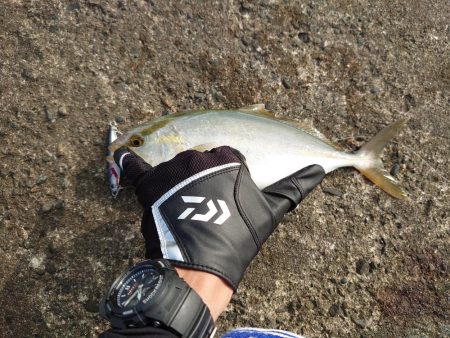 初場所・初シオ