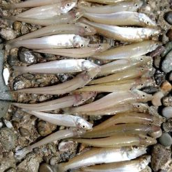 ちょい投げキス