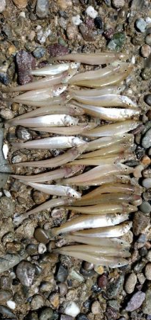 ちょい投げキス