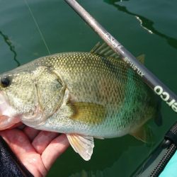 表層ではかなり渋くなってきました