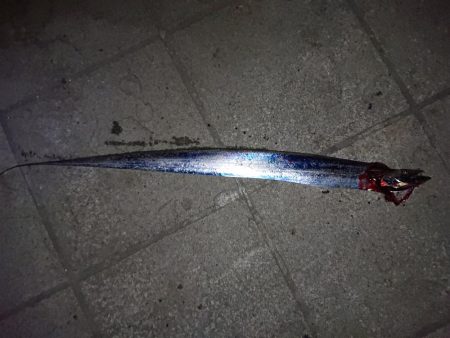 今年初のタチウオ釣行