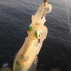 ちびイカの奥にはトンカツサイズ