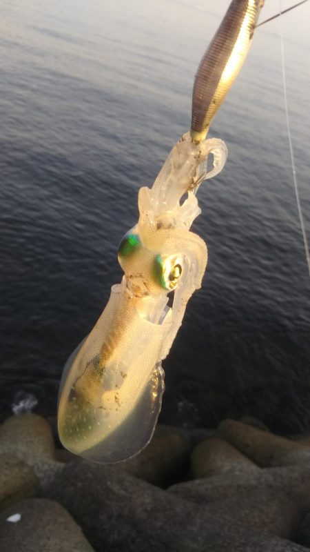 ちびイカの奥にはトンカツサイズ