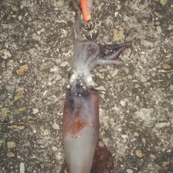 ケンサキ始めました