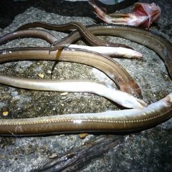 アナゴ好釣果！