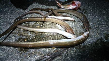 アナゴ好釣果！