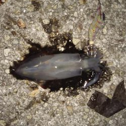 ケンサキぽつぽつ