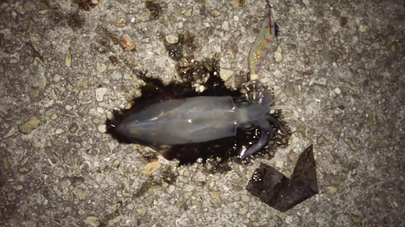 ケンサキぽつぽつ