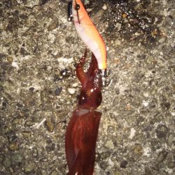 ぽつっとケンサキイカ