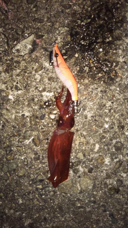 ぽつっとケンサキイカ