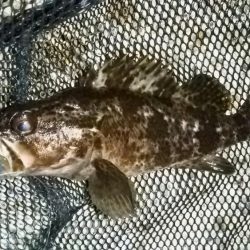 テトラ周りに∞