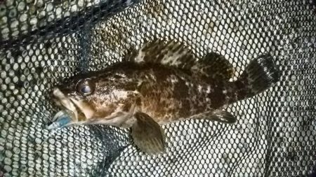 テトラ周りに∞