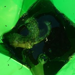 サビキアジ&タコ