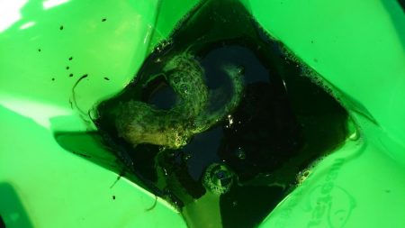 サビキアジ&タコ