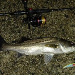 蒲刈アジング·シーバス