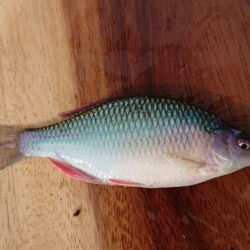 日淡と遊ぶ、のどかな夏休み!