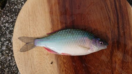 日淡と遊ぶ、のどかな夏休み!