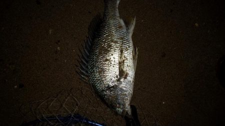 キビレ　チニング