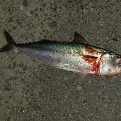 夜中のショアジギング