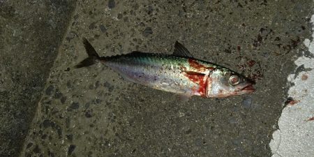 夜中のショアジギング