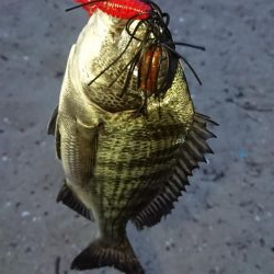 お久しぶりのチニング