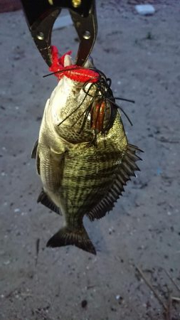 お久しぶりのチニング