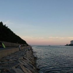 アブラメ（アイナメ）さん