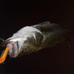 真夏のシーバス