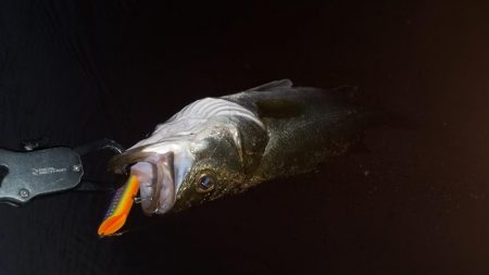 真夏のシーバス