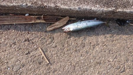 オクトパッション