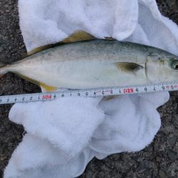 今日もダイソー