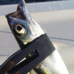 ガシラ4 タコ1 サバ1