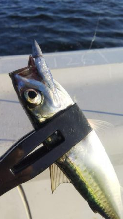 ガシラ4 タコ1 サバ1