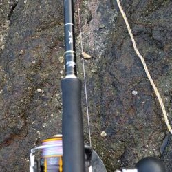 ロックフィッシュ