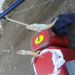 苅屋にキス釣り