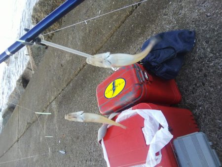 苅屋にキス釣り