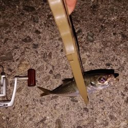 アジ釣り