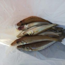 大塩海岸でキス釣り