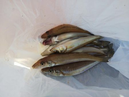 大塩海岸でキス釣り