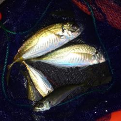 シラスとクラゲのアジング