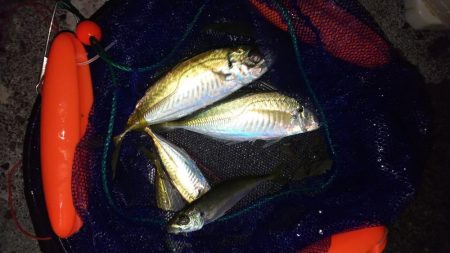 シラスとクラゲのアジング