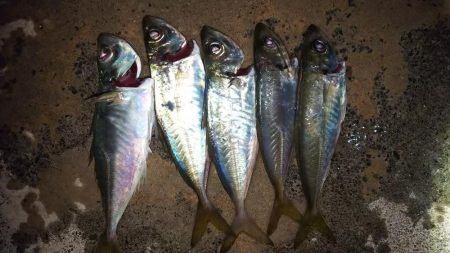 結局無難なアジ