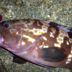 キジハタ狙いで3目