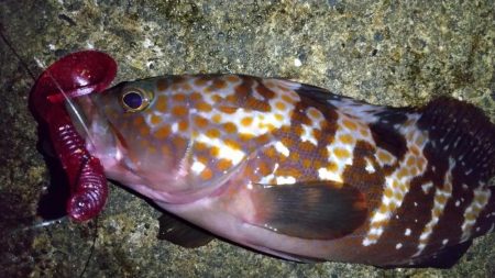 キジハタ狙いで3目