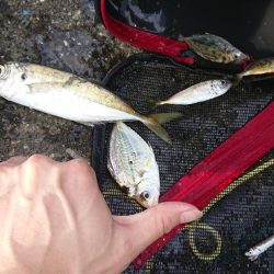 サンデー・ライトゲームｉｎオバマ