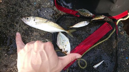 サンデー・ライトゲームｉｎオバマ