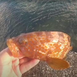 キジハタ　朝マズメ狙い