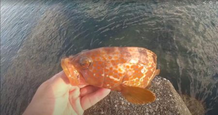 キジハタ　朝マズメ狙い